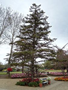 普通のもみの木