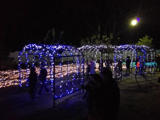 バラのトンネルイルミ