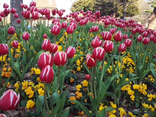 チューリップ20170103