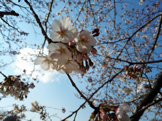 にじの池近くのサクラのアップ