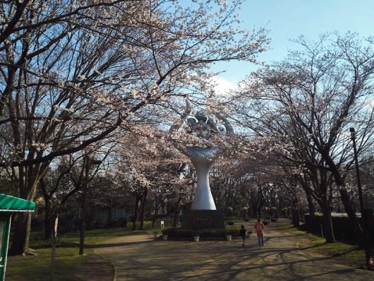 北ゲートすぐのサクラ